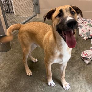 Tully, Husky, young, available for adoption