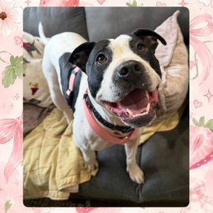 Zoey, Mixed Breed (Medium), adult, available for adoption