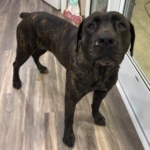 Jitterbug, Mastiff, adult, available for adoption
