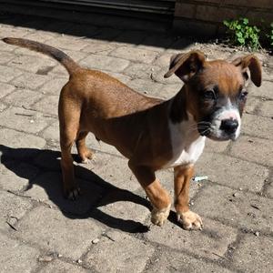 Coppertone, Boxer, young, available for adoption