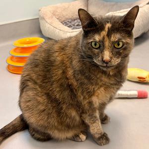 Chamomile, senior, available for adoption