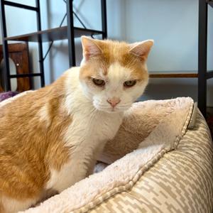 Muffin, senior, available for adoption