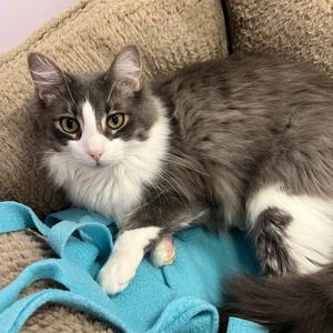 Silver, adult, available for adoption