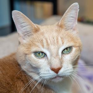 Mittens, senior, available for adoption