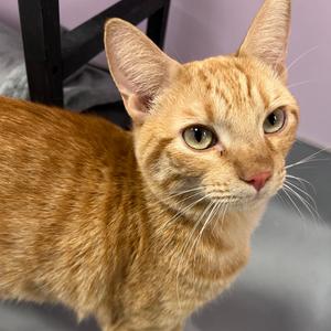 Aaron, adult, available for adoption