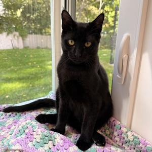 Robert, young, available for adoption