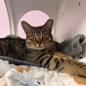 Molly, young, available for adoption