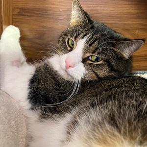 Sal Parnassus, adult, available for adoption