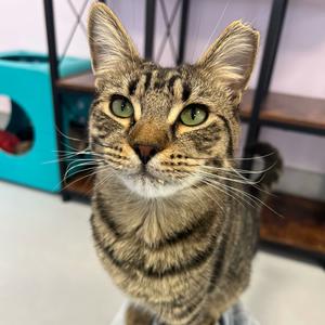 Mikey, young, available for adoption