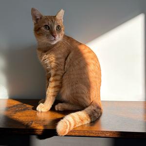 A ginger cat sitting on a wooden surface, bathed in sunlight, with its tail curled around its body.