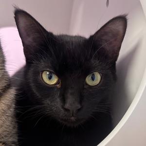 Rey, young, available for adoption