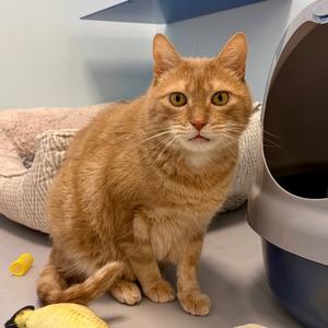 Pekoe, senior, available for adoption
