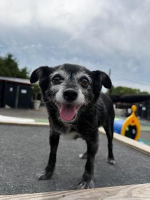 Lily, Yorkshire Terrier, senior, available for adoption