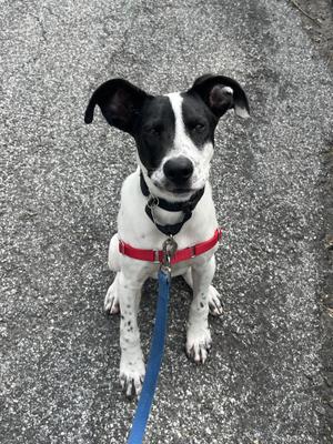 A black and white dog with a red harness and blue leash, sitting on a paved surface.