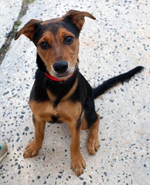 Albus, German Shepherd Dog, puppy, available for adoption