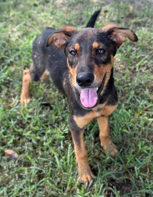 A black and tan dog with floppy ears and a pink tongue standing on grass.