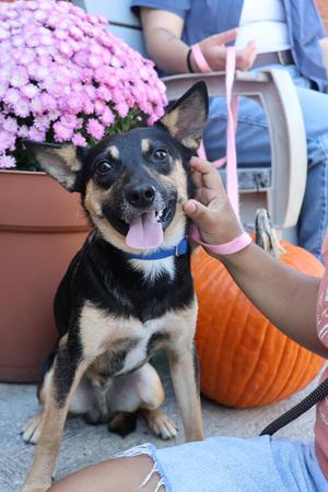 Crawdad, German Shepherd Dog, young, available for adoption