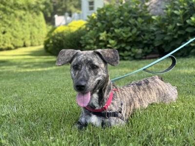 Addie, Dachshund, adult, available for adoption