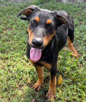 Giny, German Shepherd Dog, puppy, available for adoption