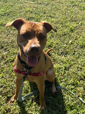 Esperanza, American Staffordshire Terrier, puppy, available for adoption