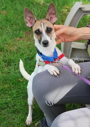 Mocca, Jack Russell Terrier, young, available for adoption