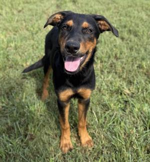 A black and tan dog standing on grass with its tongue out