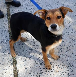 Minerva, German Shepherd Dog, puppy, available for adoption