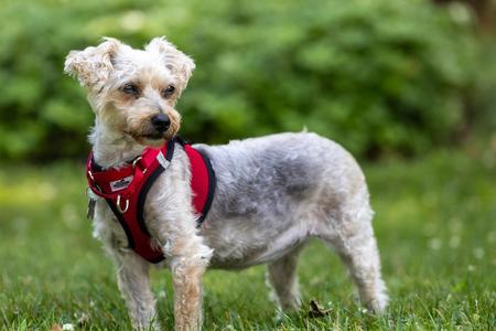 Arabella, Yorkshire Terrier / Schnoodle, senior, available for adoption