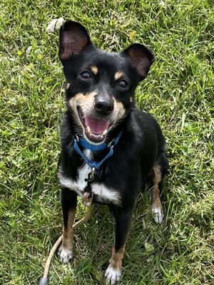 Ace, Miniature Pinscher, young, available for adoption