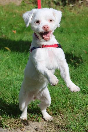 Lil Baby, Shih Tzu, puppy, available for adoption