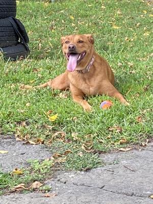 A brown dog lying on grass with its tongue out, next to a ball.