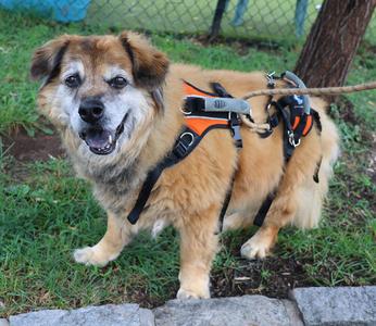 Fluffy, Chow Chow, senior, available for adoption
