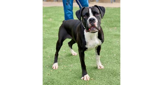 Cherry Cola, Boxer, young, available for adoption