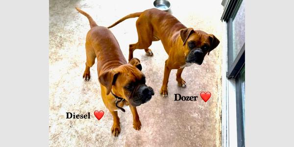 Dozer V, Boxer, young, available for adoption