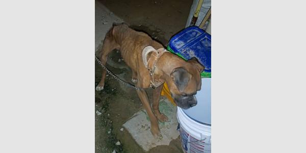 Davie, Boxer, adult, available for adoption