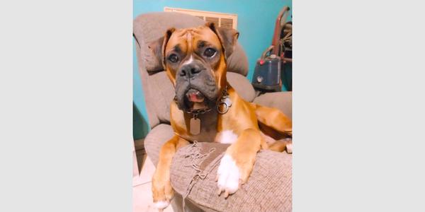 Chance III, Boxer, senior, available for adoption