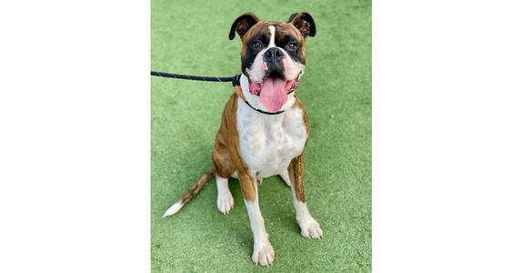 Brice II, Boxer, young, available for adoption
