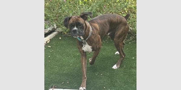 A brown and white boxer dog standing on a green artificial grass surface, with a collar and leash around its neck.