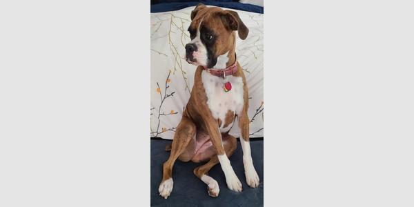 Brandi III, Boxer, adult, available for adoption