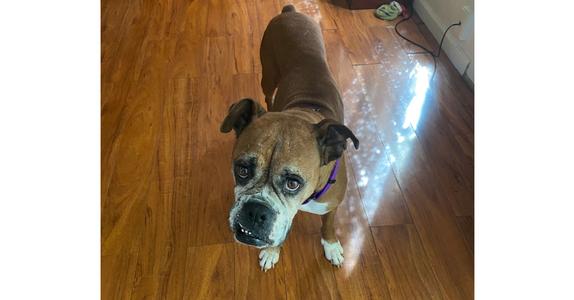 Dasha, Boxer, senior, available for adoption