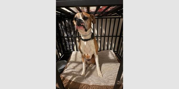 Bentley II, Boxer, senior, available for adoption