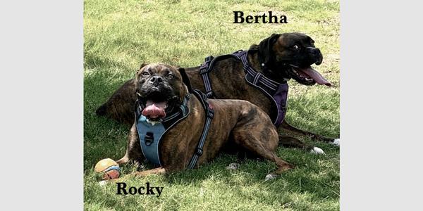 Bertha II, Boxer, senior, available for adoption