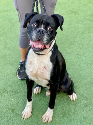 Azriel, Boxer, adult, available for adoption
