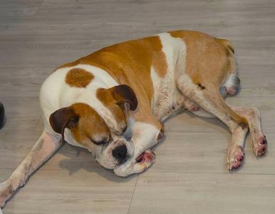 Bo II, Boxer, senior, available for adoption