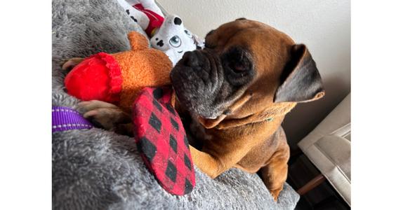 Celsius, Boxer, senior, available for adoption