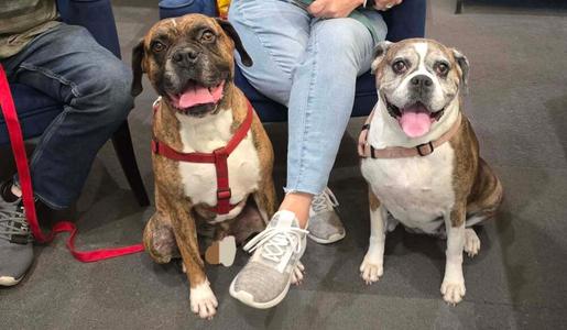 Bruno VII, Boxer, senior, available for adoption