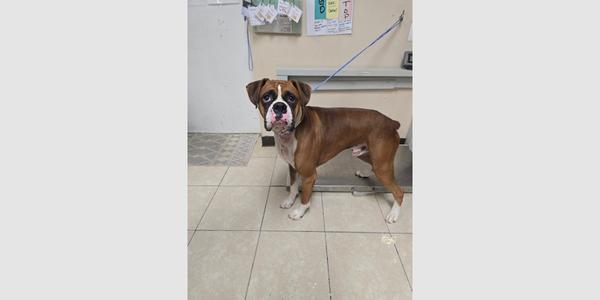 A brown and white boxer dog standing on a tiled floor, wearing a leash.
