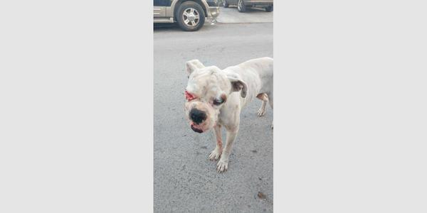a white dog with a red eye standing on a street