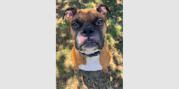 Duke XI, Boxer, senior, available for adoption