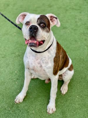 Colter, Boxer, adult, available for adoption